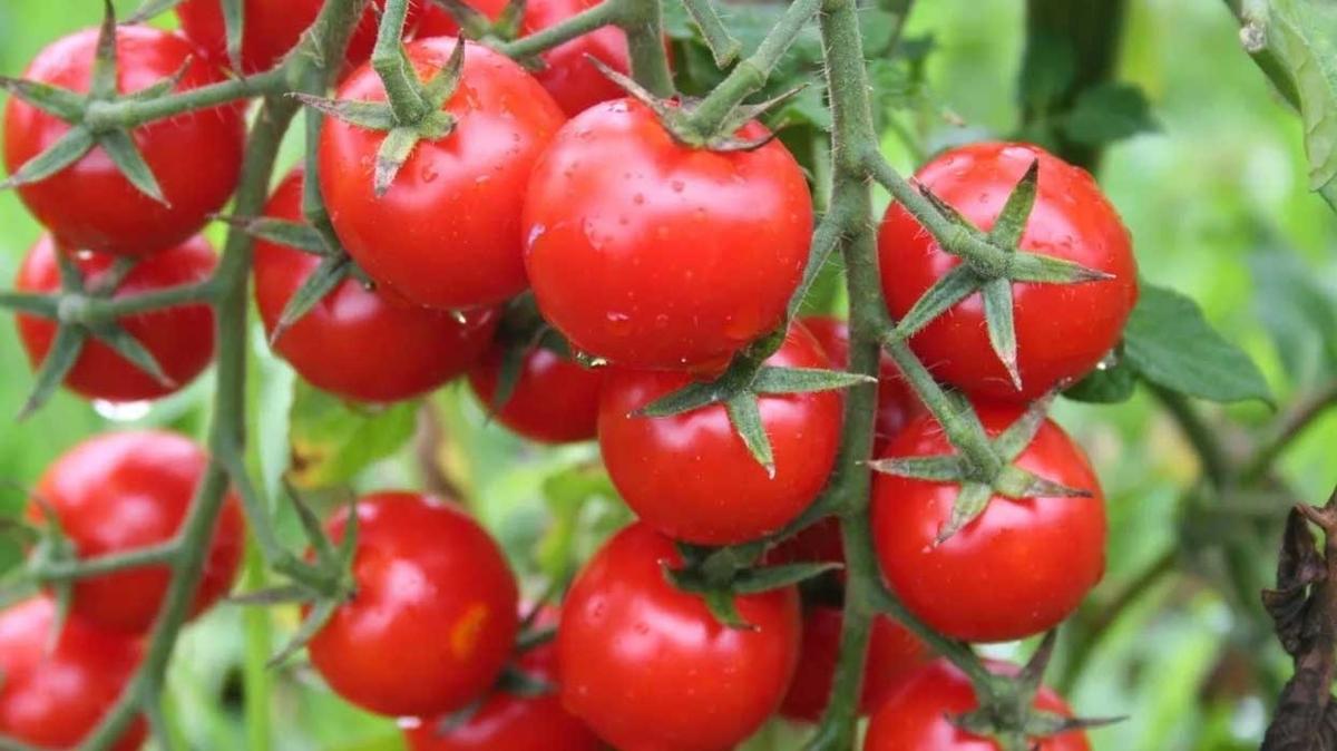 Erzincan seralarnda retilen domates 16 liradan alc buluyor 