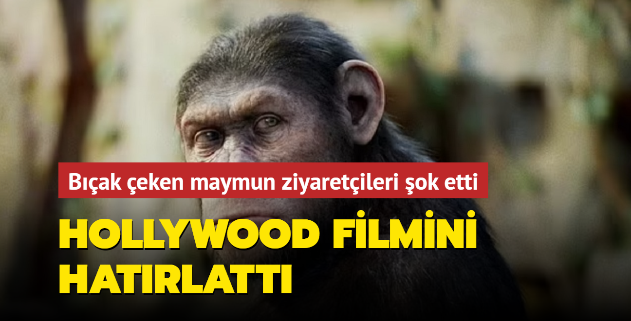 Bak eken maymun ziyaretileri ok etti: Hollywood filmini hatrlatt