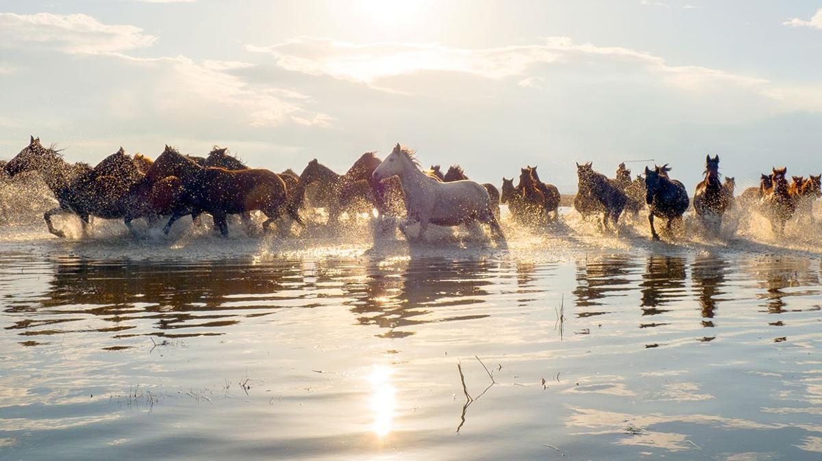 Nuri orbacolu: Atlar bizim kanadmz, onlara sahip kmalyz