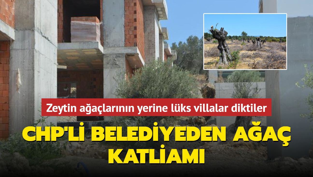 CHP'li belediyeden aa katliam: Zeytin aalarnn yerine lks villalar diktiler