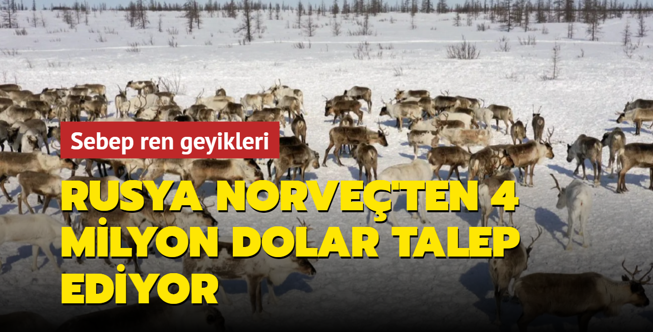 Rusya Norve'ten 4 milyon dolar talep ediyor: Sebep ren geyikleri