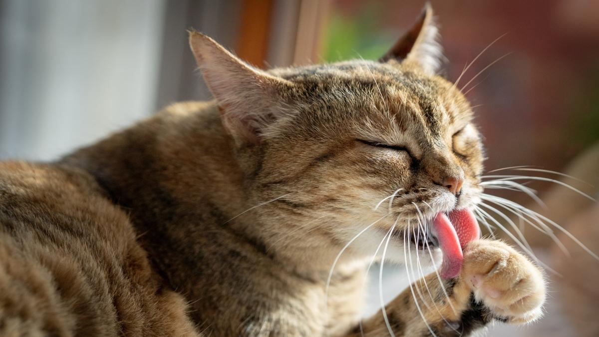 Kedi kokusunun 5 nedeni!  Mis kokulu kedili evlerin srr