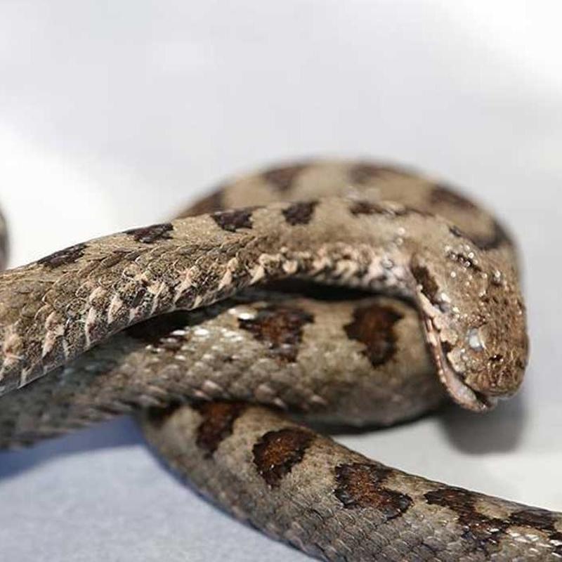 Nesli t�kenme tehlikesiyle kar�� kar��ya... Boynuzlu engerek y�lan� Hatay'da g�r�ld�