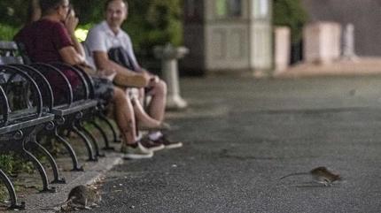 New York'ta fare yo�unlu�u