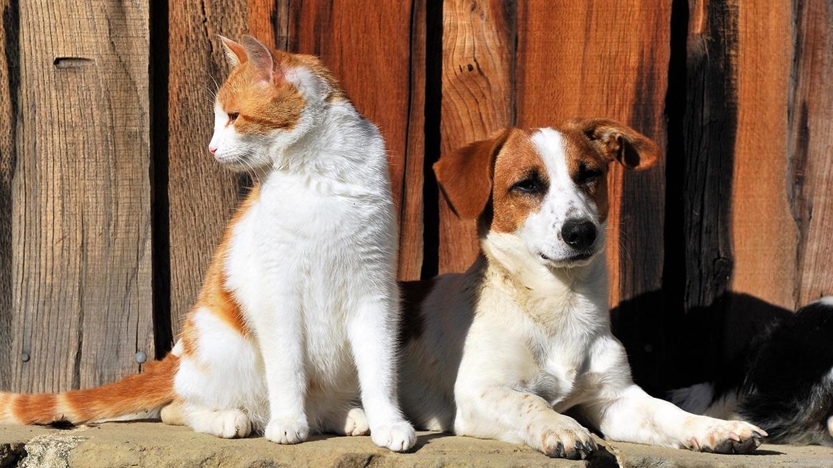 Kedi ve kpeklere verilmemesi gereken 3 besin! Dikkat: Bunlar zehirleyebilir