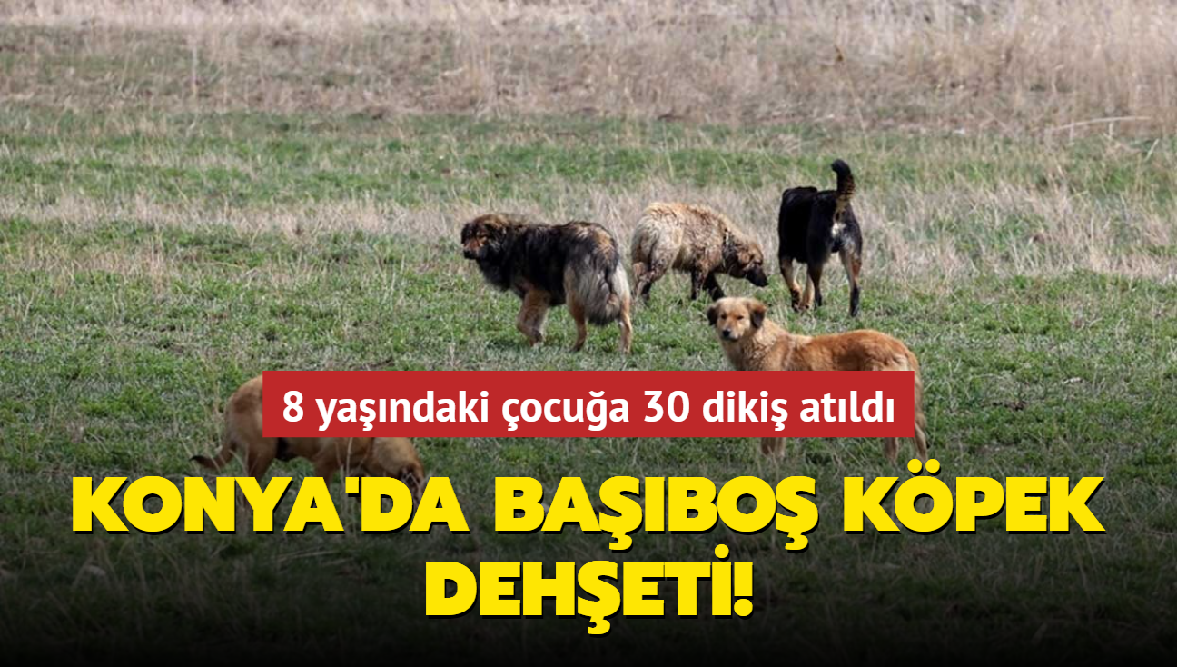 Konya'da babo kpek deheti... 8 yandaki ocua 30 diki atld