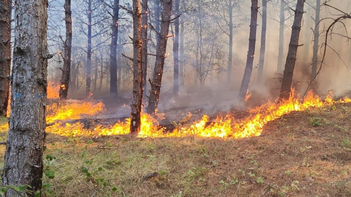 Tekirda'da orman yangn! Mdahale ediliyor