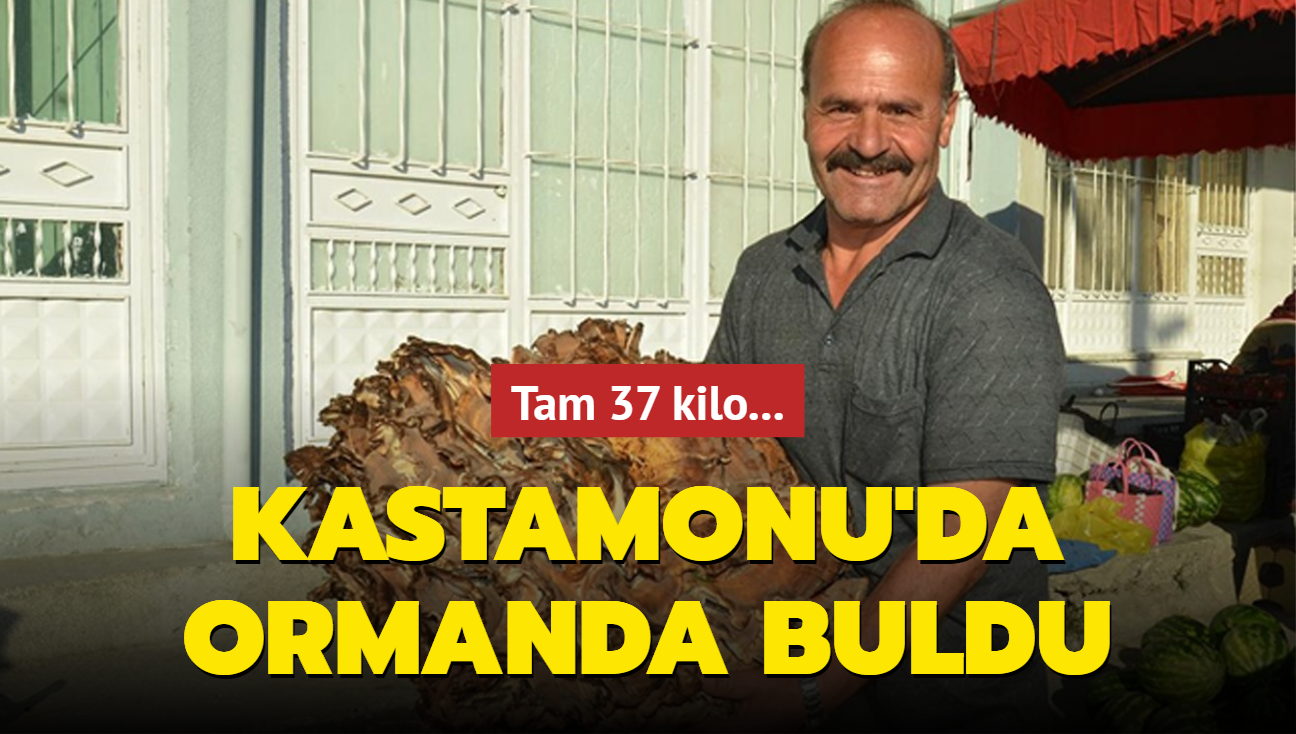 Tam 37 kilo... Kastamonu'da ormanda buldu