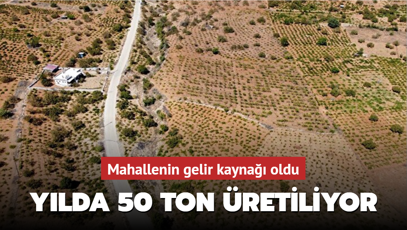 Mahallenin gelir kayna oldu! Ylda 50 ton retiliyor