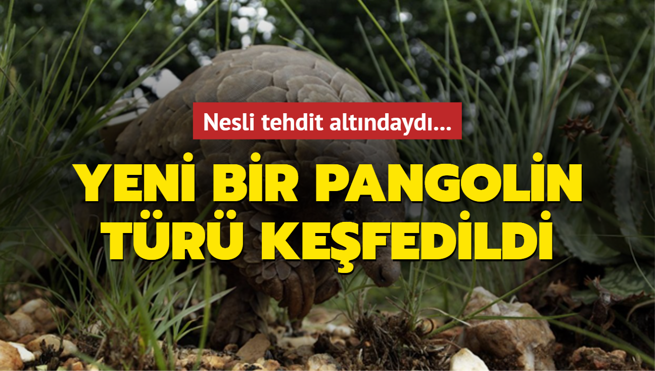 Nesli tehdit altndayd... in'de yeni bir pangolin tr kefedildi