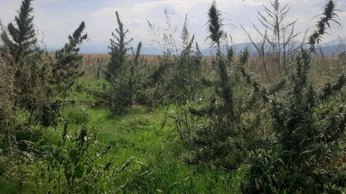 Karaba'da Ermenilerin ektii 100 hektarlk uyuturucu tarlas bulundu