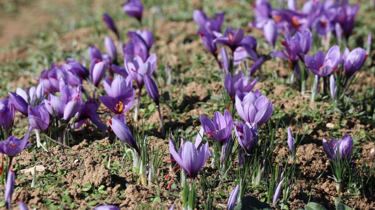 Karabk'te safran hasad festivalle yaplacak! "Mucize bitki" olarak adlandrlyor