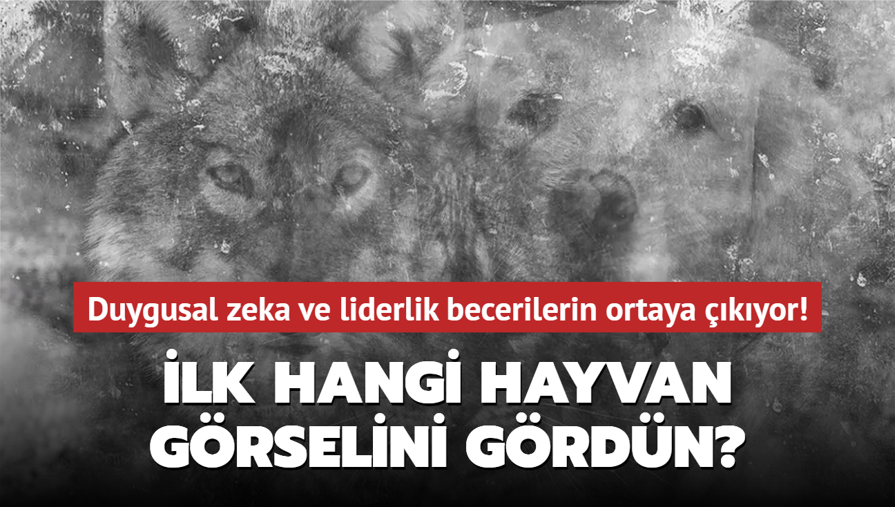 İlk hangi hayvan görselini gördün? Kişilik testi Duygusal zeka ve