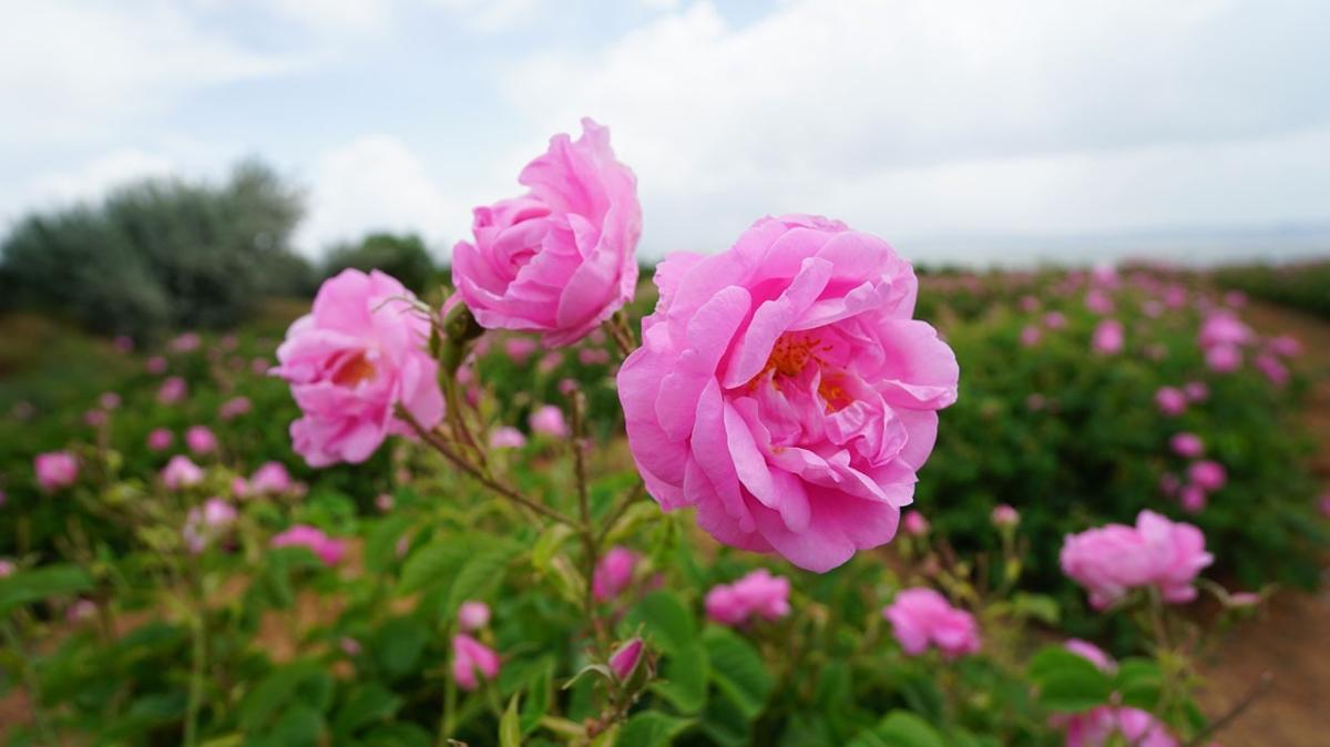 sparta gl iei taban fiyat yzde 100 art fotoraflar resimleri