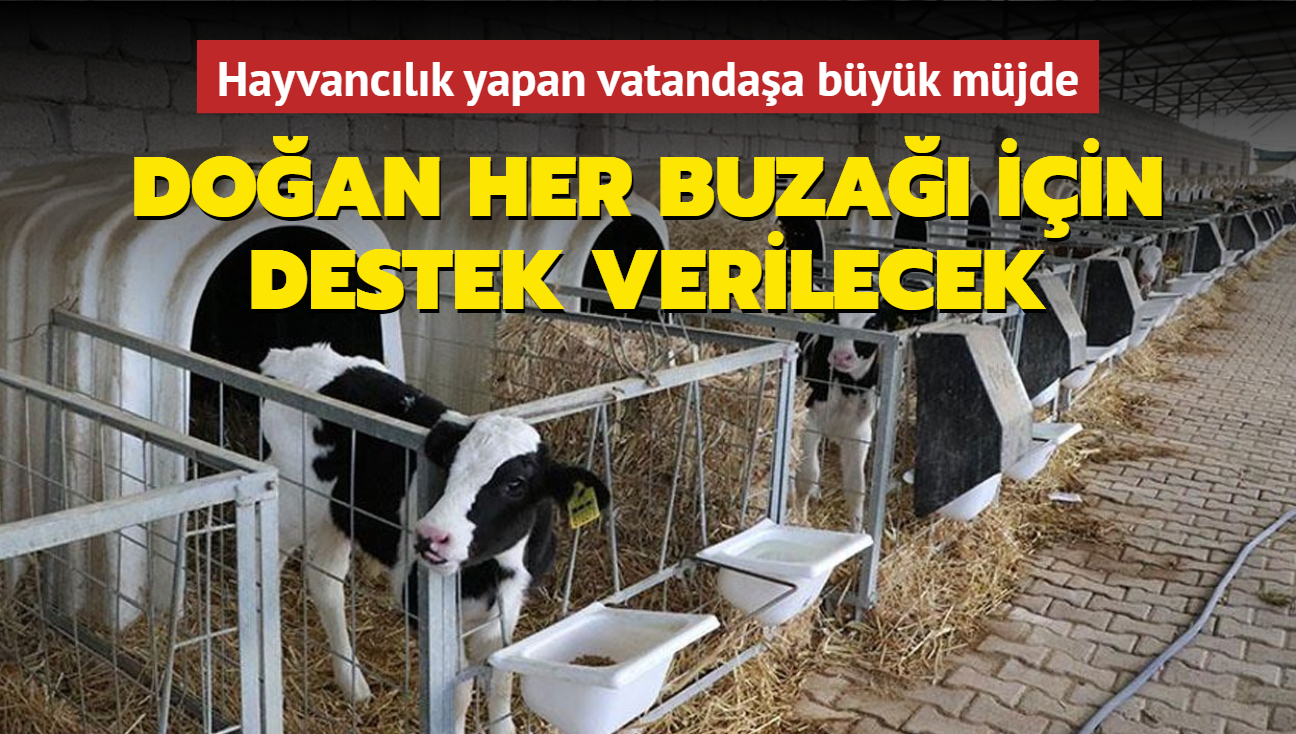 Hayvanclk yapan vatandaa byk mjde... Doan her buza iin destek verilecek