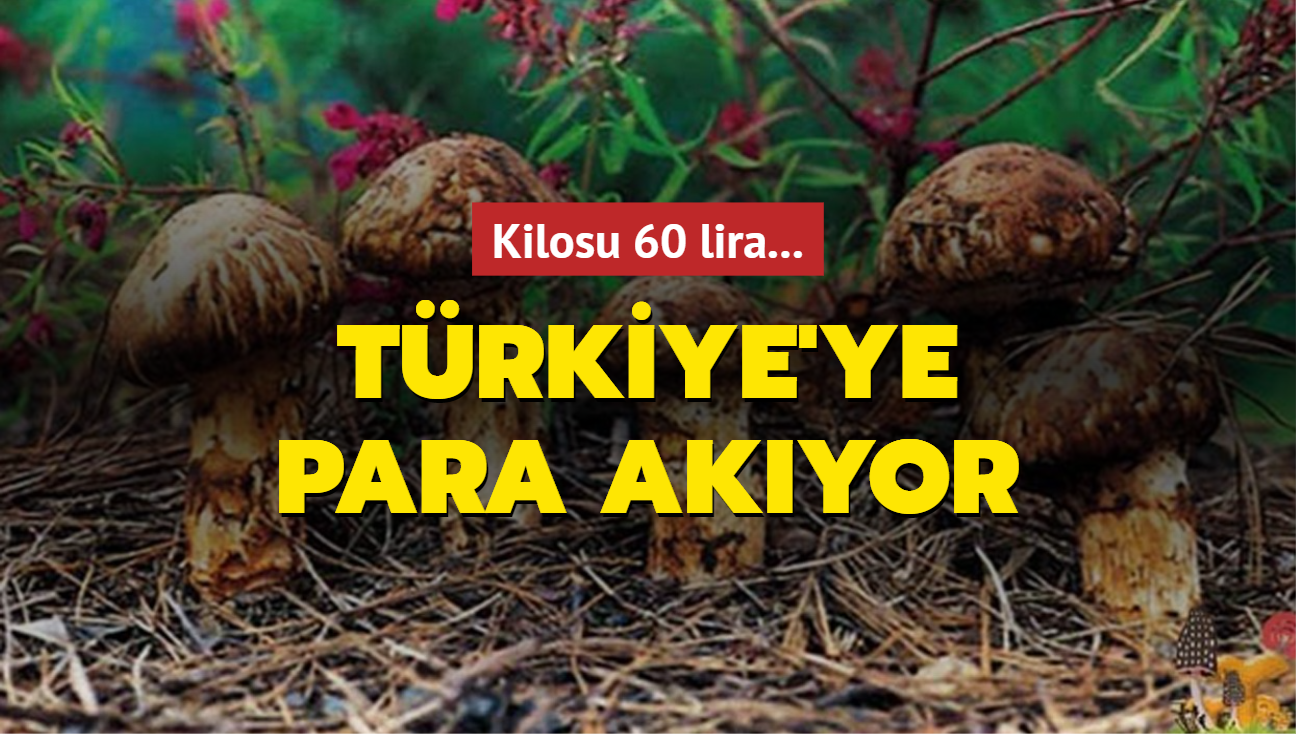 reticisinin yzn gldryor... Kilosu 60 liradan satlyor!