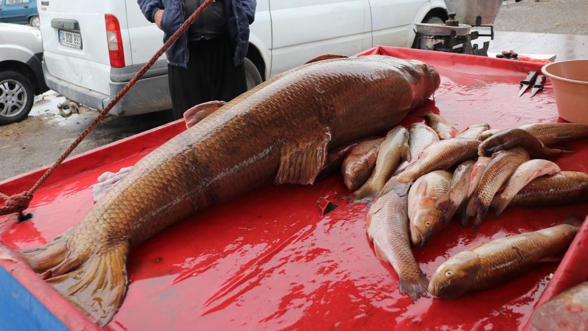 Karasu Nehri'nde bir balıkçının oltasına takıldı! Tam 110 kilogram