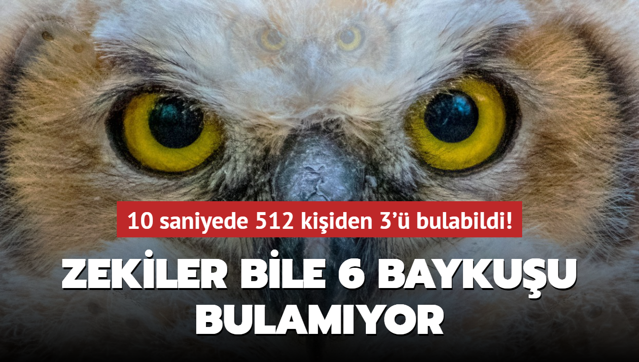 Sper zeka testi: Zekiler bile 6 baykuu bulamyor! 10 saniyede 512 kiiden 3' bulabildi