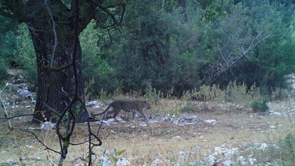 Bakan Yumakl grntleri paylat! Anadolu pars aylar sonra grntlendi