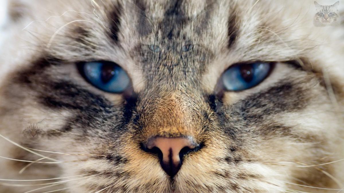 stn zeka testi: Zeki insanlar bile 6 kediyi gremedi! 9 saniyede 271 kiiden 2'si baarl oldu...