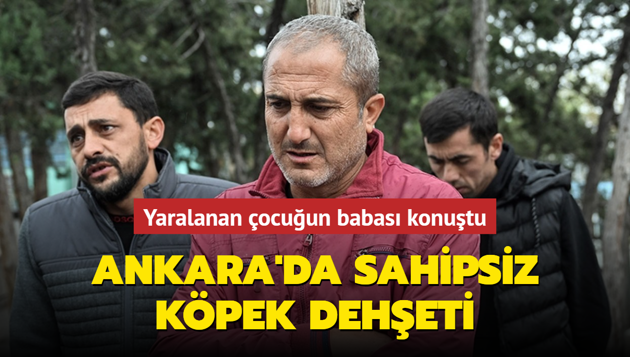 Ankara'da sahipsiz kpek deheti... Yaralanan ocuun babas konutu