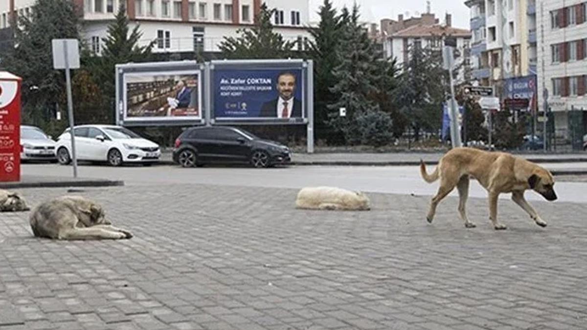 Ankara'da sokak kpekleri ocua saldrmt... Bakan Yerlikaya soruturma talimat verdi