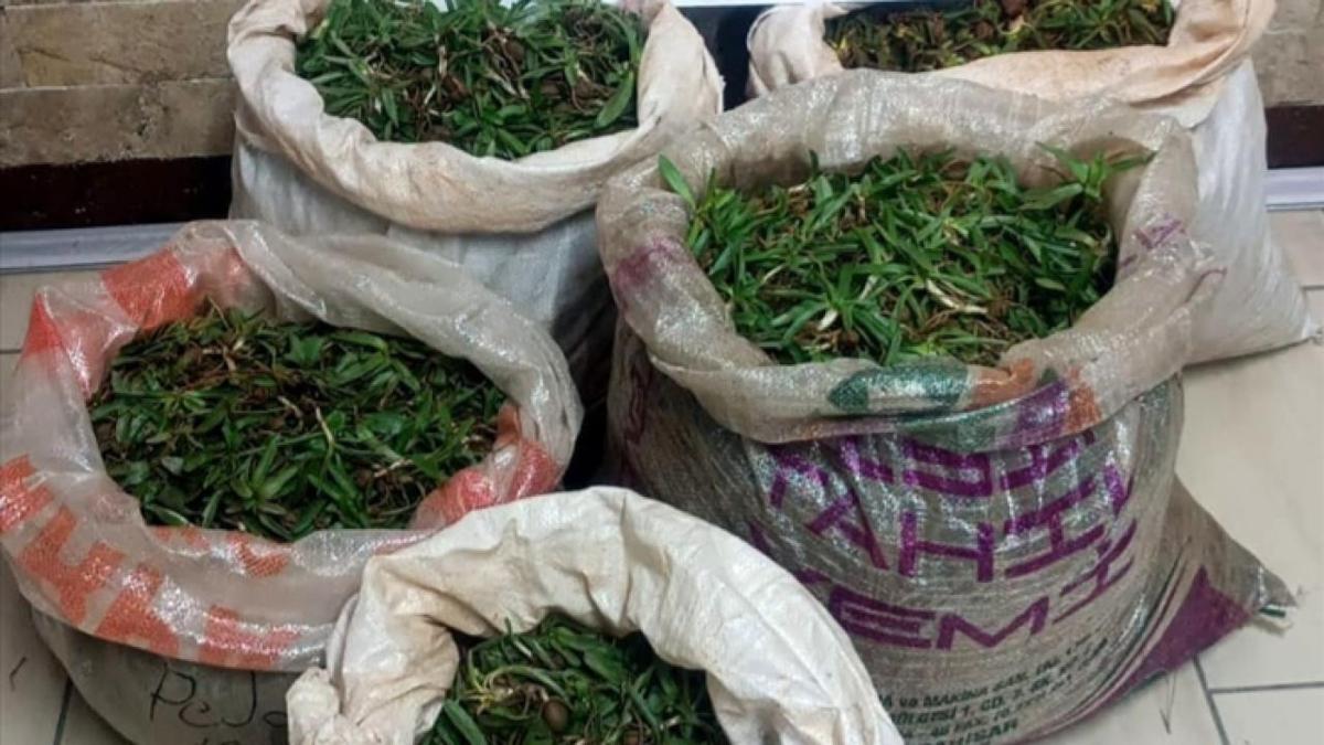 salep soan koruma altnda Germencik otomobil kontrol fotoraflar resimleri