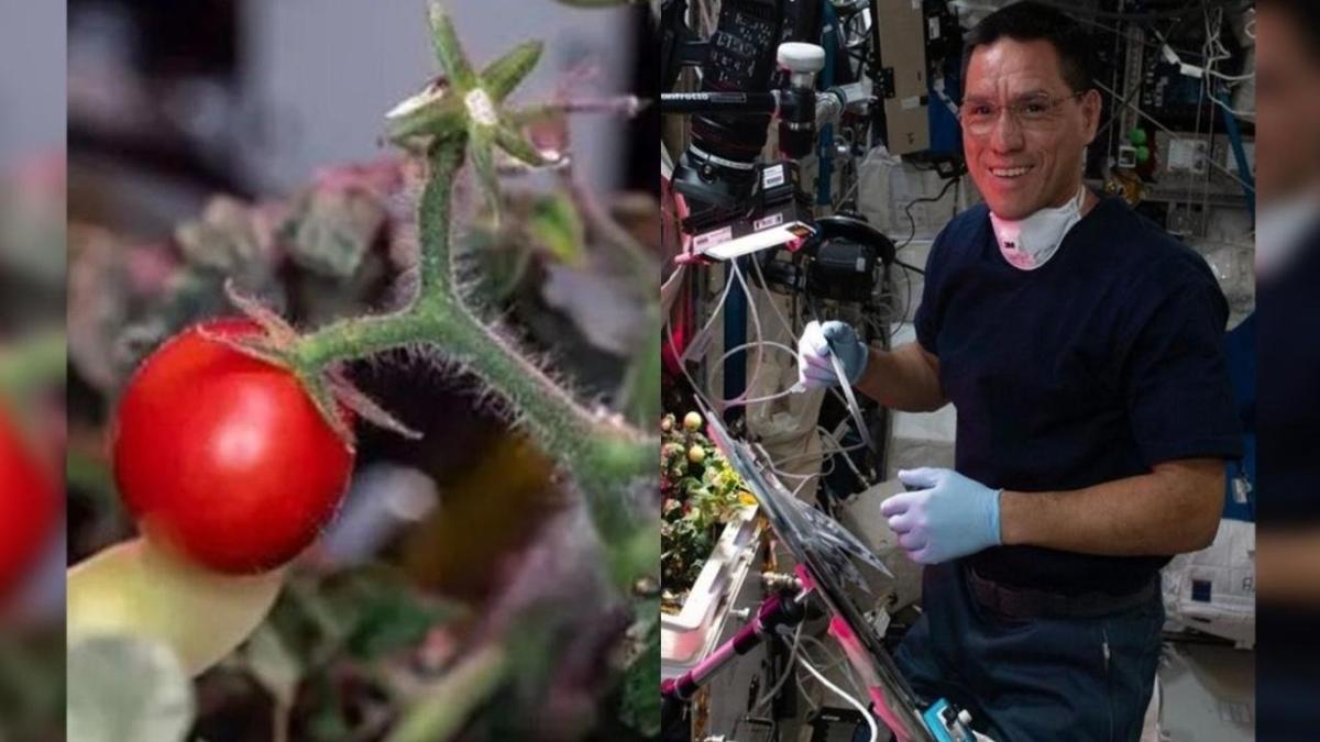 NASA astronotu 8 ay nce uzayda kaybetmiti... Minik domates bulundu