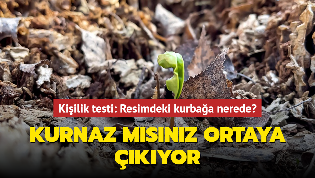 Kiilik testi: Resimdeki kurbaa nerede" Kurnaz msnz ortaya kyor