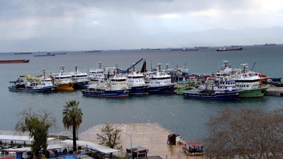 Hamsiler g etti, balklar paydos etti