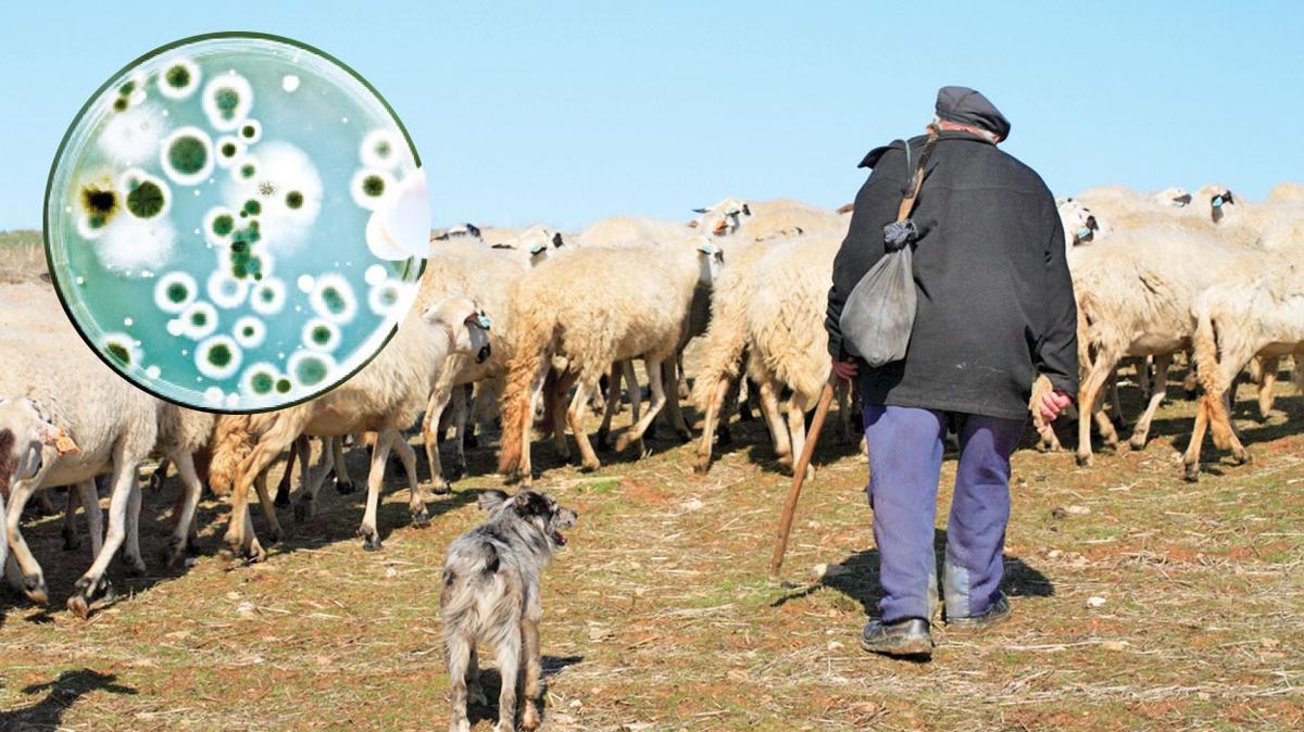 Bilinmeyen bakteri alarm... Koyunlardan obana bulat!