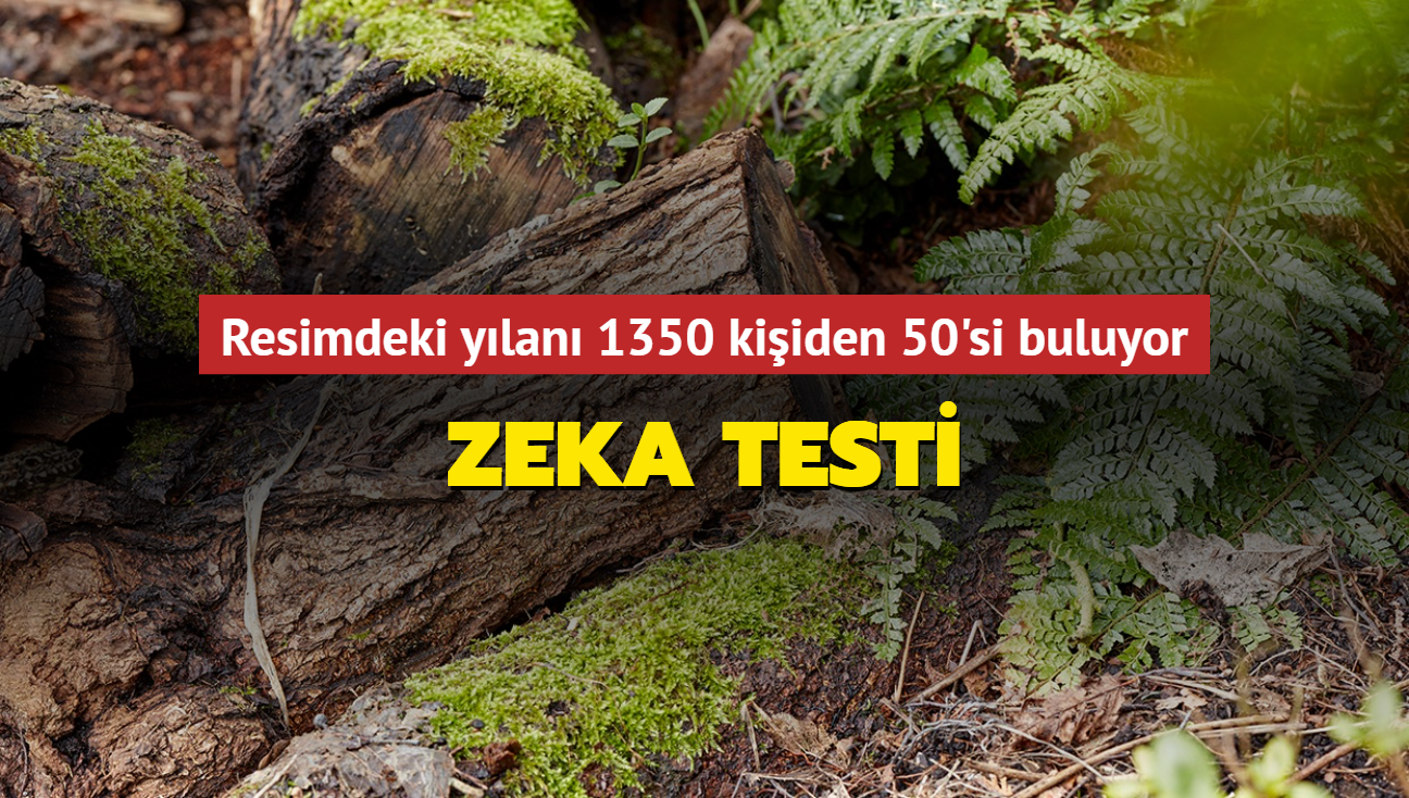 Zeka testi! Resimdeki ylan 1350 kiiden 50'si buluyor! Beyne meydan okuma testi