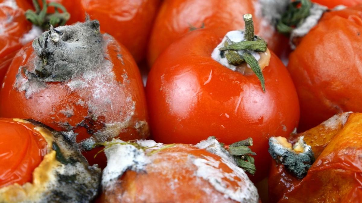 rk domates nasl deerlendirilir" te deerlendirmenin yntemi