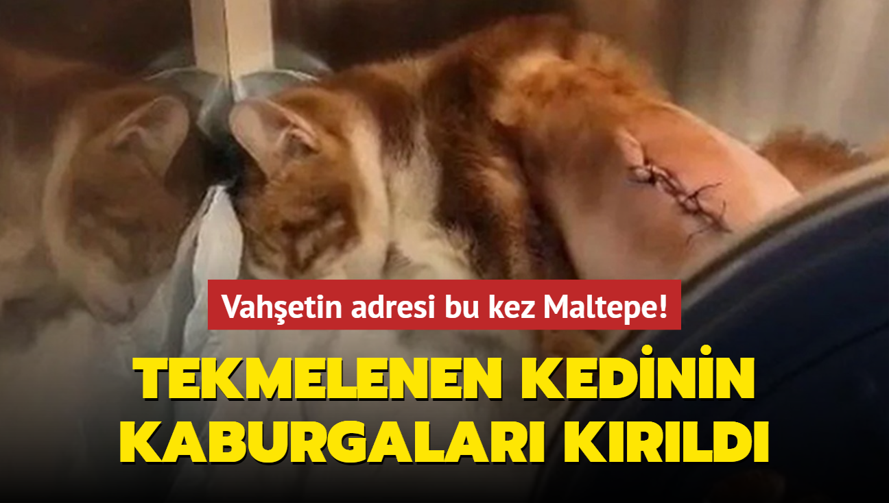 Vahetin adresi bu kez Maltepe: Tekmelenen kedinin kaburgalar krld