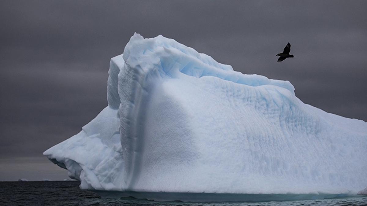 H5N1 virs ilk kez Antarktika'ya ulat