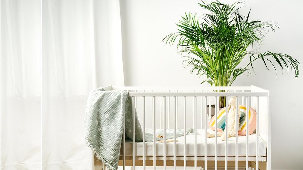 Bebek odasndaki zehirli havay temizleyen bitkiler! Ml ml uyutuyor