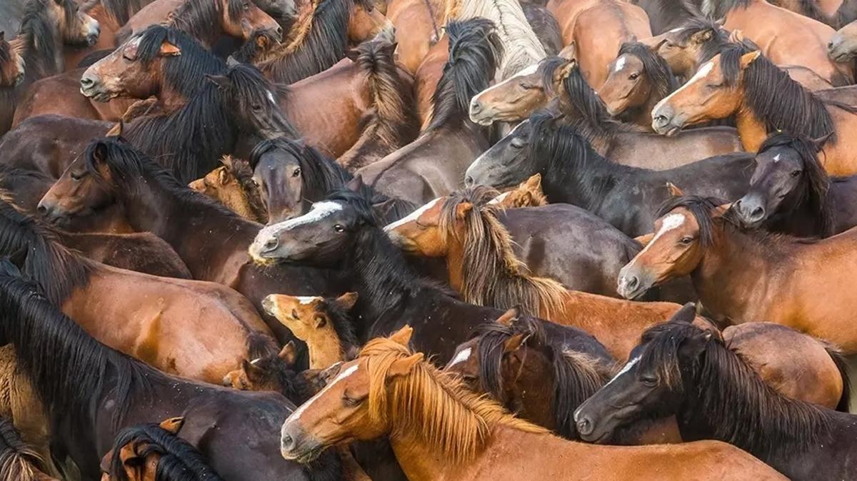 Zeka testi: Atlarn iindeki yavru aslan Galatasarayllar bile bulamad! 377 kiiden 15'i bulabildi