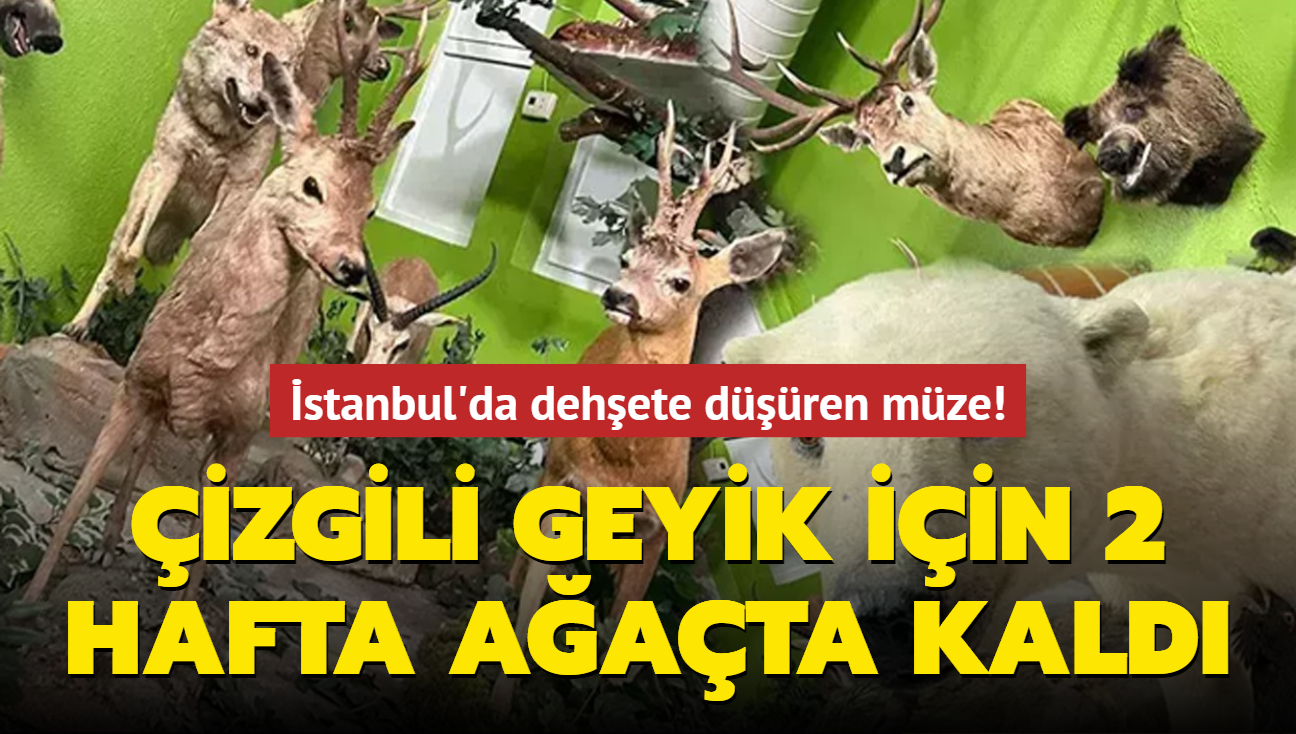 stanbul'da dehete dren mze: 85 yandaki avc izgili geyik iin 2 hafta aata kald