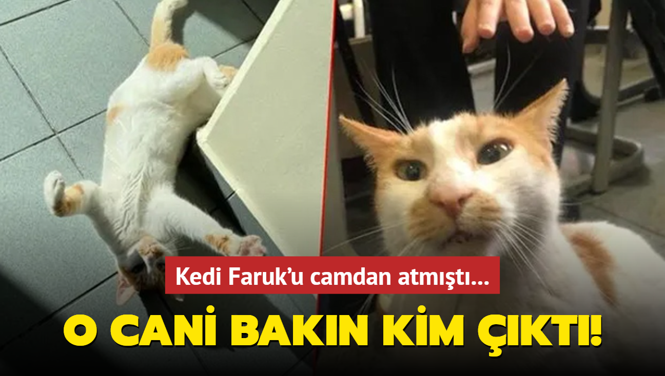 Kedi Faruk'u camdan atmt... O cani bakn kim kt!