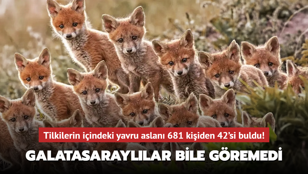 Zeka testi: Tilkilerin iindeki yavru aslan Galatasarayllar bile gremedi! 681 kiiden 42'si buldu
