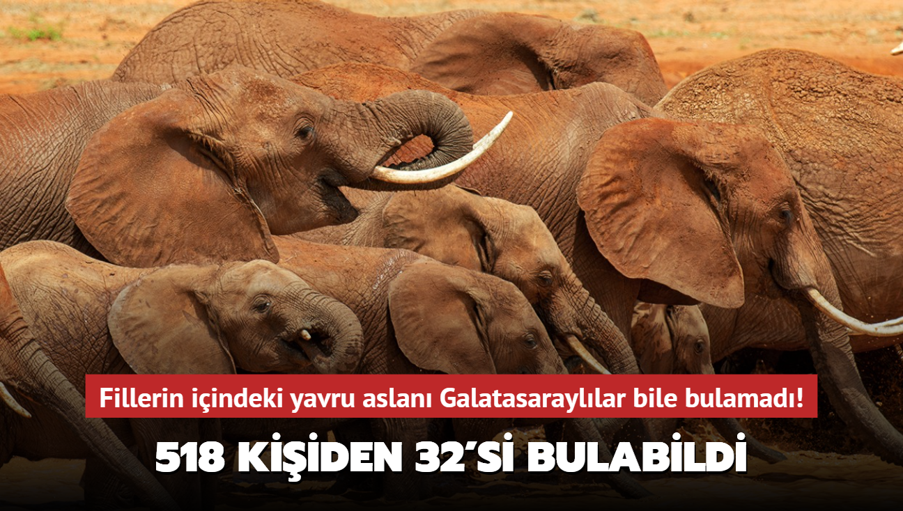 Zeka testi: 518 kiiden 32'si bulabildi! Fillerin iindeki yavru aslan Galatasarayllar bile bulamad