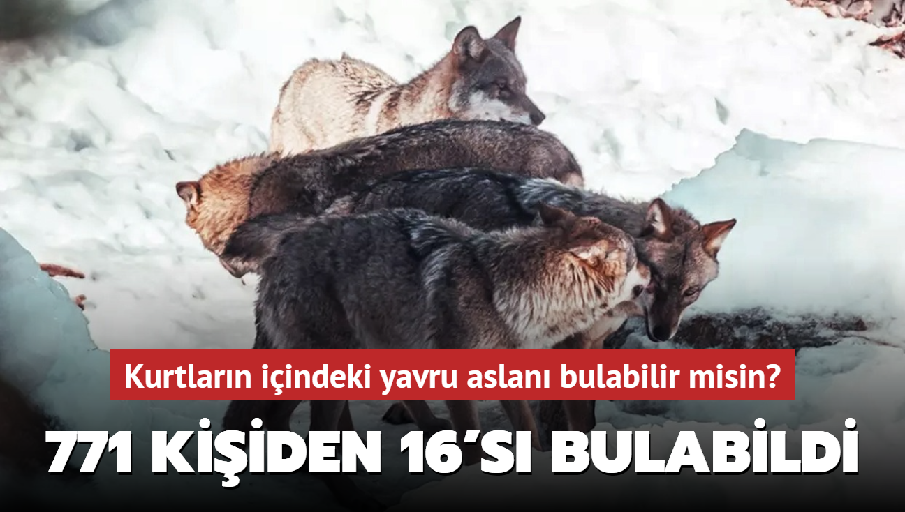 Zeka testi: Galatasarayllar bile kurtlarn iindeki yavru aslan gremedi! 771 kiiden 16's bulabildi