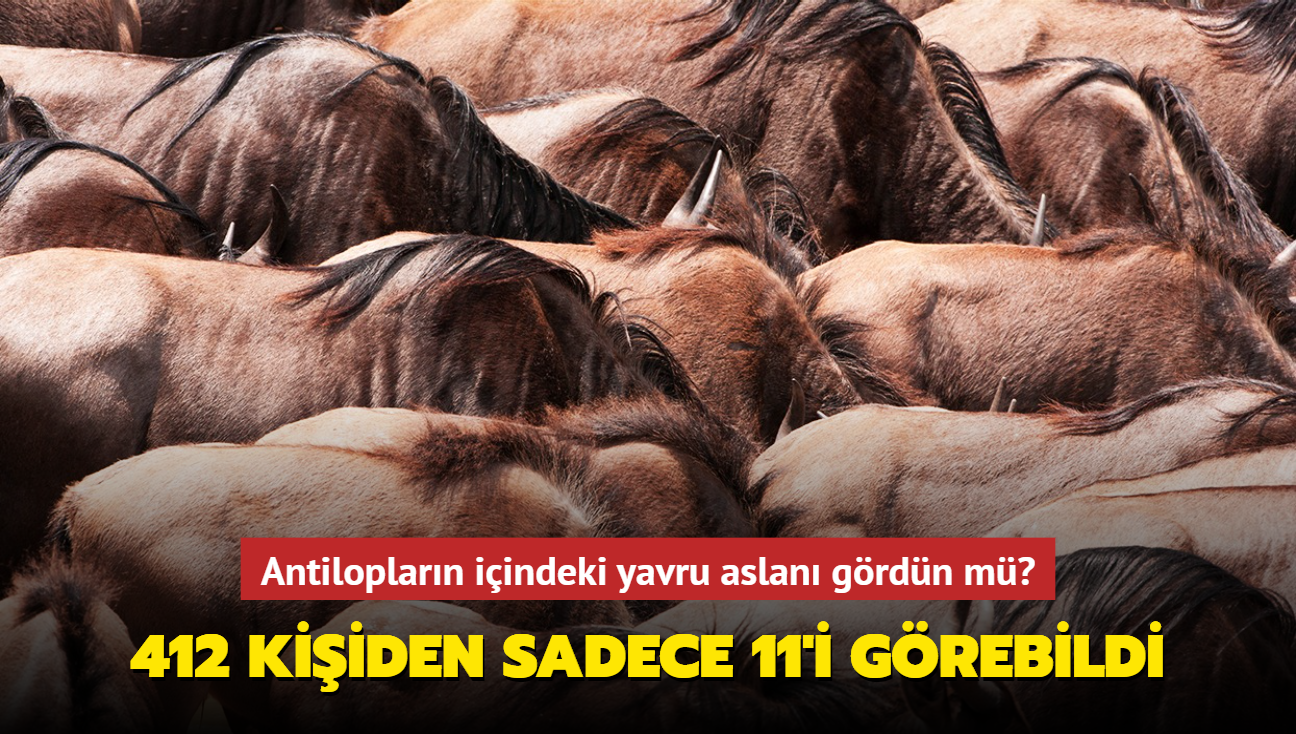 Zeka testi: Antiloplarn iindeki yavru aslan grdn m" Galatasarayllar bile gremedi...