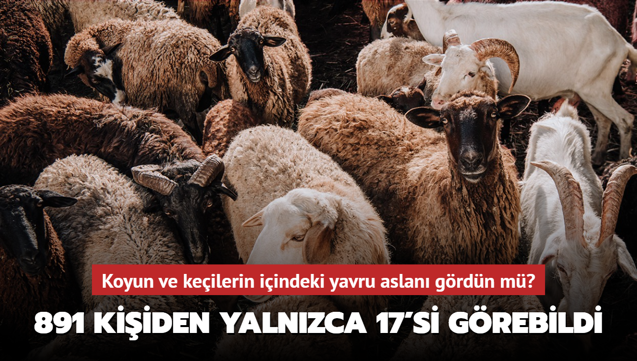 Zeka testi: Koyun ve keilerin iindeki yavru aslan grdn m" Galatasarayl olanlar bile gremedi...