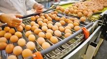Irak'a yumurta ihracat kapya dayand