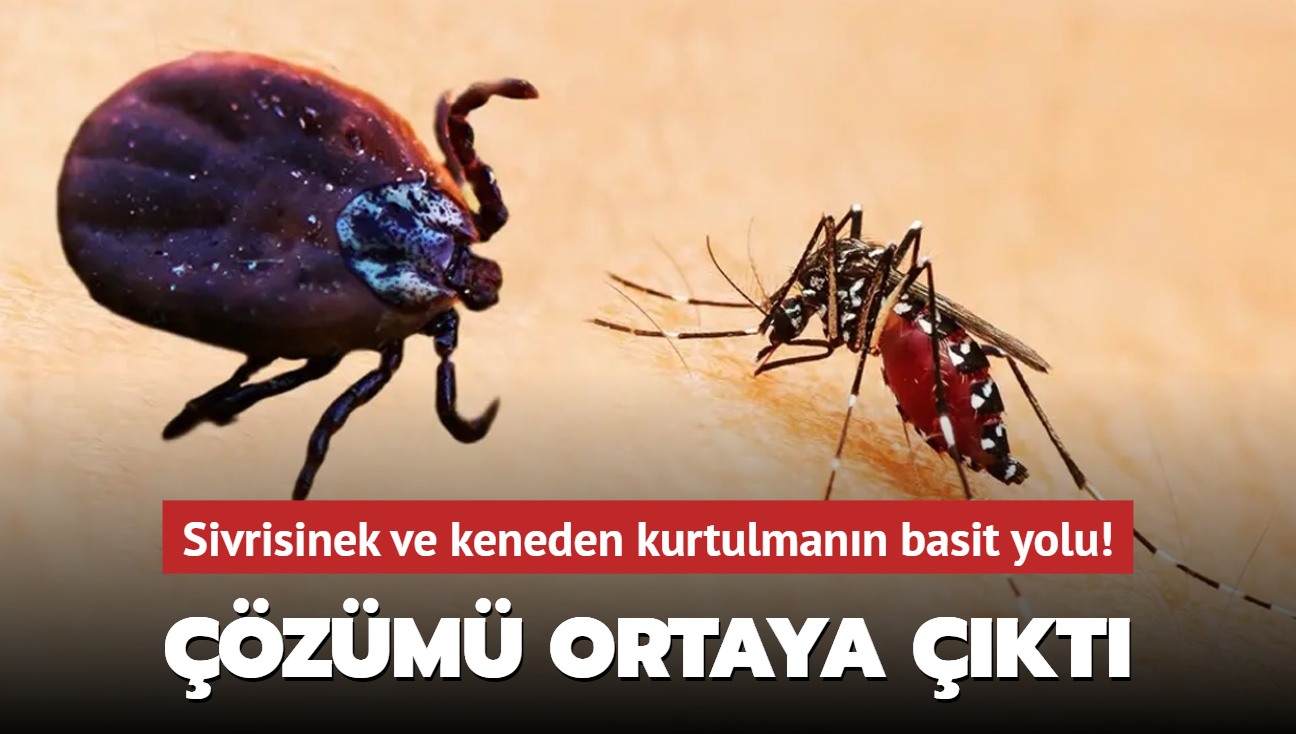 zm ortaya kt: Sivrisinek ve keneden kurtulmann basit yolu! Meer bu kadar kolaym