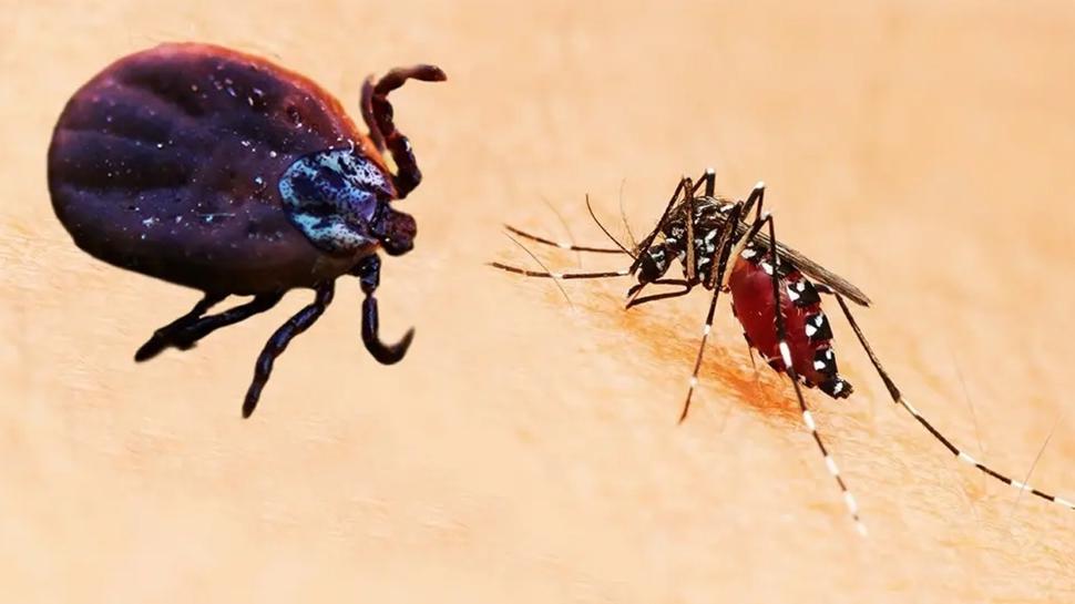 Çözümü ortaya çıktı: Sivrisinek ve keneden kurtulmanın basit yolu! Meğer bu kadar kolaymış