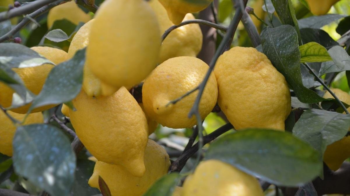 Yasakl madde nedeniyle tonlarca limon geri gnderilmiti... Bakanlk soruturma balatt