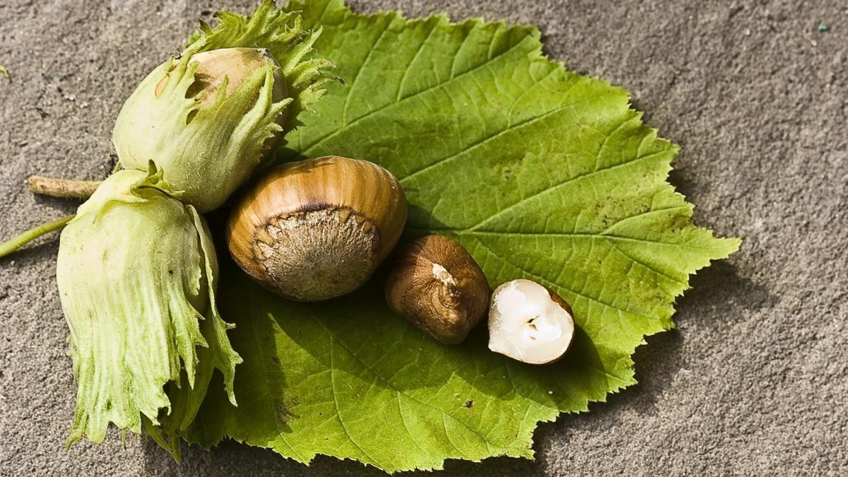 i enerji veriyor, d genletiriyor! O kuruyemi kap kap satlyor
