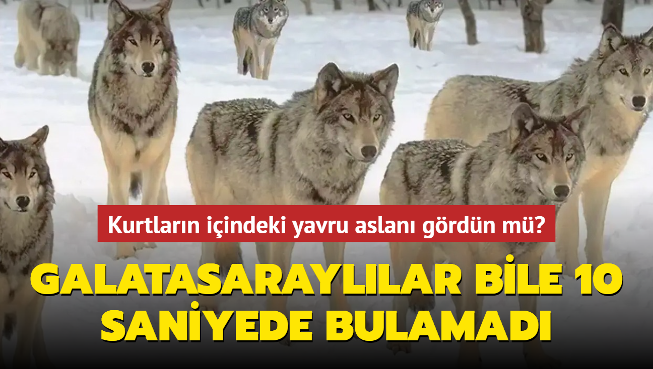 Zeka testi: Kurtlarn iindeki yavru aslan grdn m" Galatasarayllar bile 10 saniyede bulamad...